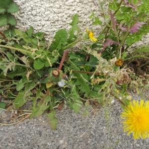 Photographie n°2305101 du taxon Taraxacum F.H.Wigg. [1780]