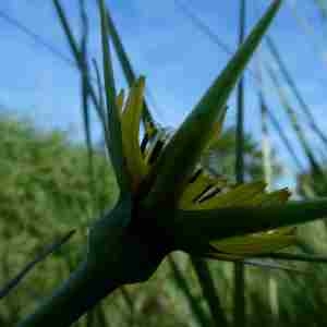 Photographie n°2305153 du taxon Tragopogon dubius Scop. [1772]