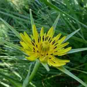 Photographie n°2305154 du taxon Tragopogon dubius Scop. [1772]