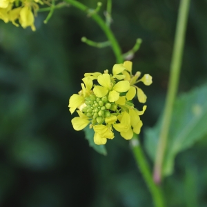 Photographie n°2305159 du taxon Sinapis arvensis L. [1753]