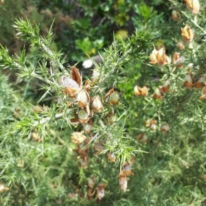 Photographie n°2305169 du taxon Ulex europaeus L. [1753]