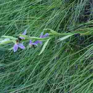 Photographie n°2305191 du taxon Ophrys apifera Huds. [1762]