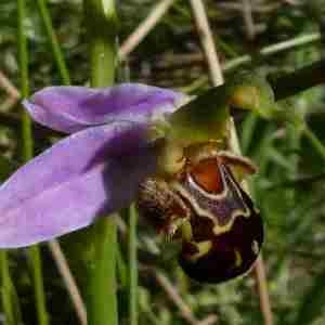Photographie n°2305193 du taxon Ophrys apifera Huds. [1762]