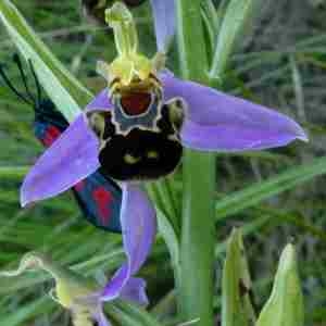 Photographie n°2305194 du taxon Ophrys apifera Huds. [1762]