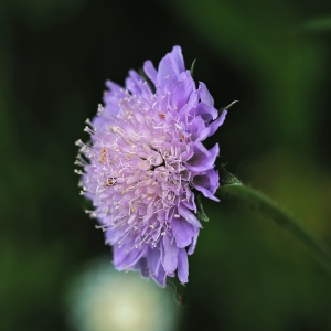 Photographie n°2305231 du taxon Knautia arvensis (L.) Coult. [1828]