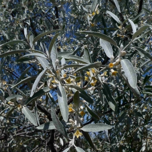 Photographie n°2305259 du taxon Elaeagnus angustifolia L. [1753]