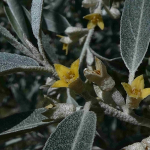 Photographie n°2305261 du taxon Elaeagnus angustifolia L. [1753]