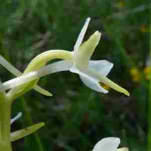 Photographie n°2305275 du taxon Platanthera bifolia (L.) Rich. [1817]