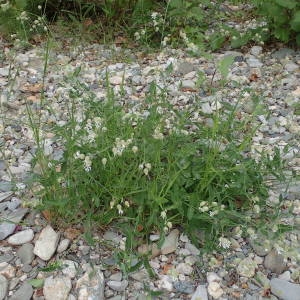 Photographie n°2305343 du taxon Silene vulgaris (Moench) Garcke [1869]