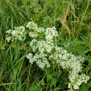 Photographie n°2305380 du taxon Galium mollugo L. [1753]