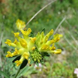Photographie n°2305419 du taxon Anthyllis vulneraria L.