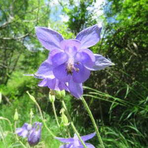 Photographie n°2305421 du taxon Aquilegia vulgaris L. [1753]