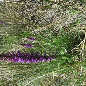 Photographie n°2305433 du taxon Dactylorhiza elata (Poir.) Soó [1962]