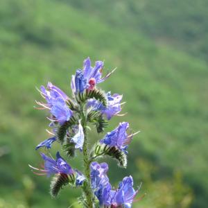 Photographie n°2305439 du taxon Echium vulgare L. [1753]