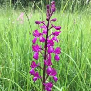 Photographie n°2305457 du taxon Anacamptis laxiflora (Lam.) R.M.Bateman, Pridgeon & M.W.Chase [1997]