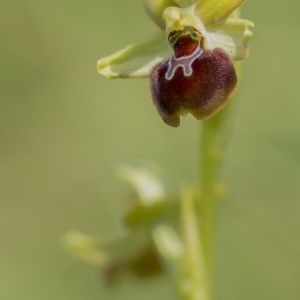  - Ophrys argensonensis Guérin & Merlet [1998]