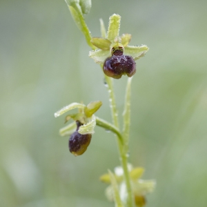  - Ophrys argensonensis Guérin & Merlet [1998]