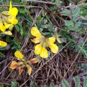 Photographie n°2305486 du taxon Coronilla minima L. [1756]