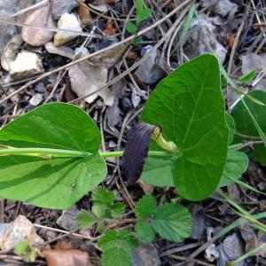 Photographie n°2305507 du taxon Aristolochia rotunda L. [1753]