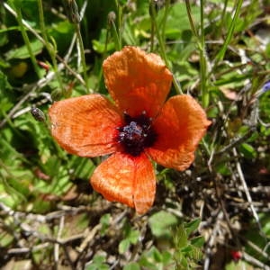 Photographie n°2305515 du taxon Papaver argemone L. [1753]