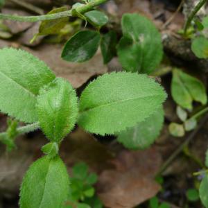 Photographie n°2305540 du taxon Veronica officinalis L. [1753]