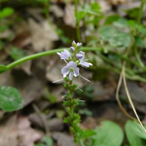 Photographie n°2305541 du taxon Veronica officinalis L. [1753]