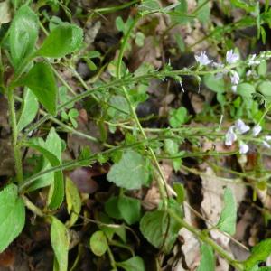 Photographie n°2305542 du taxon Veronica officinalis L. [1753]