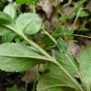 Photographie n°2305543 du taxon Veronica officinalis L. [1753]