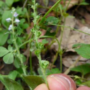 Photographie n°2305544 du taxon Veronica officinalis L. [1753]