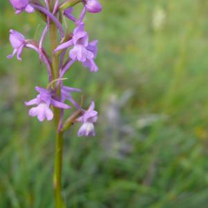 Photographie n°2305550 du taxon Gymnadenia conopsea (L.) R.Br.