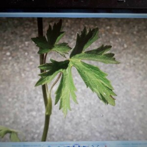 Photographie n°2305567 du taxon Ranunculus acris L. [1753]