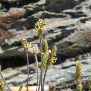 Photographie n°2305569 du taxon Plantago maritima subsp. maritima 