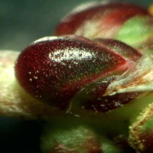 Photographie n°2305571 du taxon Plantago maritima subsp. maritima 