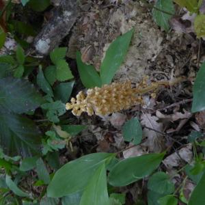 Photographie n°2305608 du taxon Neottia nidus-avis (L.) Rich. [1817]