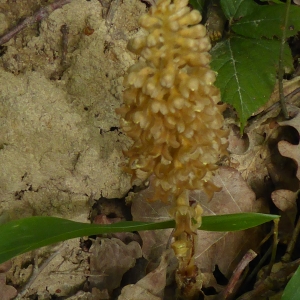 Photographie n°2305609 du taxon Neottia nidus-avis (L.) Rich. [1817]