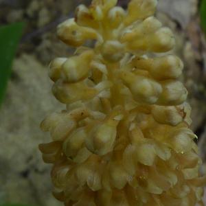 Photographie n°2305610 du taxon Neottia nidus-avis (L.) Rich. [1817]