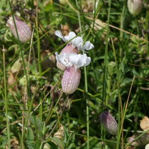 Photographie n°2305611 du taxon Silene uniflora Roth [1794]