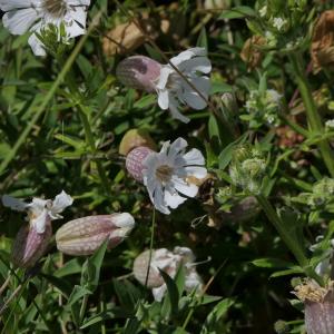 Photographie n°2305612 du taxon Silene uniflora Roth [1794]