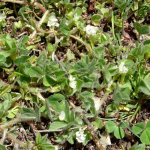 Photographie n°2305736 du taxon Trifolium subterraneum L. [1753]