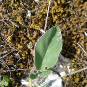 Photographie n°2305800 du taxon Anthyllis vulneraria L. [1753]
