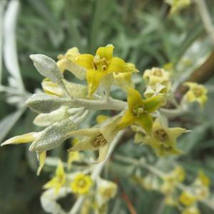 Photographie n°2305809 du taxon Elaeagnus angustifolia L. [1753]