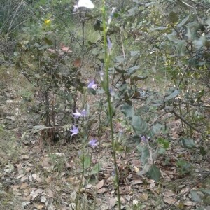 Photographie n°2305825 du taxon Campanula rapunculus L. [1753]