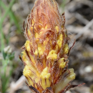 Photographie n°2305829 du taxon Orobanche artemisiae-campestris Vaucher ex Gaudin [1829]