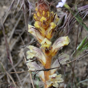  - Orobanche artemisiae-campestris Vaucher ex Gaudin [1829]