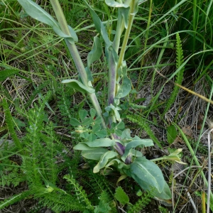 Photographie n°2305868 du taxon Isatis tinctoria L. [1753]