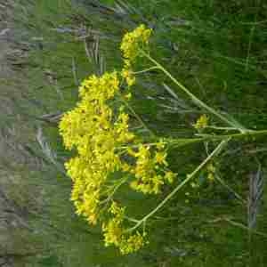 Photographie n°2305869 du taxon Isatis tinctoria L. [1753]