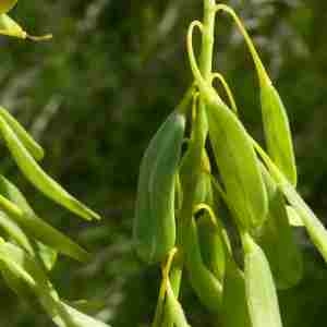 Photographie n°2305871 du taxon Isatis tinctoria L. [1753]