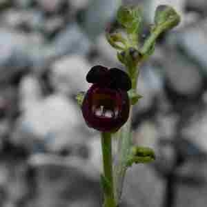 Photographie n°2305877 du taxon Scrophularia canina L. [1753]