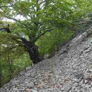 Photographie n°2305879 du taxon Fagus sylvatica L. [1753]