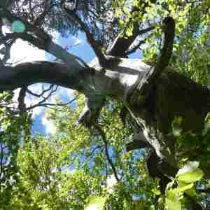 Photographie n°2305881 du taxon Fagus sylvatica L. [1753]